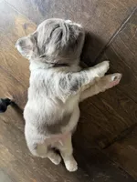 Louis , a male French Bulldog for sale in Murfreesboro, TN – 6 of 10