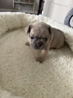 Armani, a female French Bulldog for sale in Murfreesboro, TN – 2 of 9