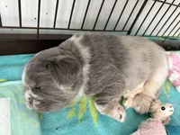 Louis , a male French Bulldog for sale in Murfreesboro, TN – 4 of 10