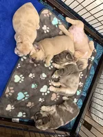 Coco Chanel , a female French Bulldog for sale in Murfreesboro, TN – 7 of 9