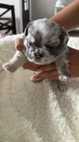 Prada , a female French Bulldog for sale in Murfreesboro, TN – 4 of 10