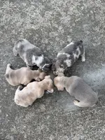 Prada , a female French Bulldog for sale in Murfreesboro, TN – 8 of 10