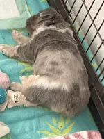 Louis , a male French Bulldog for sale in Murfreesboro, TN – 3 of 10