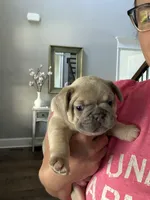 Armani, a female French Bulldog for sale in Murfreesboro, TN – 6 of 9