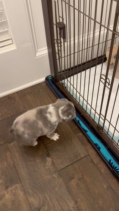 Louis , a male French Bulldog for sale in Murfreesboro, TN – 10 of 10