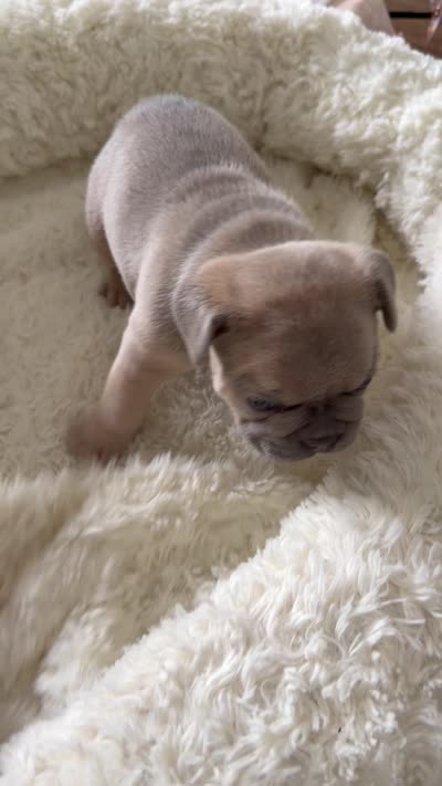 Armani, a female French Bulldog for sale in Murfreesboro, TN – 8 of 9
