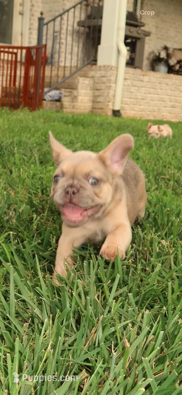 Armani – French Bulldog puppy for sale in Murfreesboro, TN