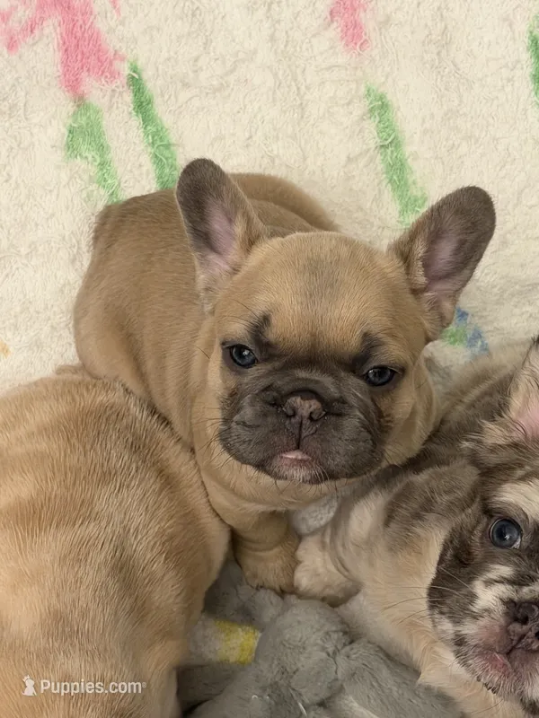 Tory Burch  – French Bulldog puppy for sale in Murfreesboro, TN