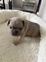 Armani, a female French Bulldog for sale in Murfreesboro, TN – 3 of 9