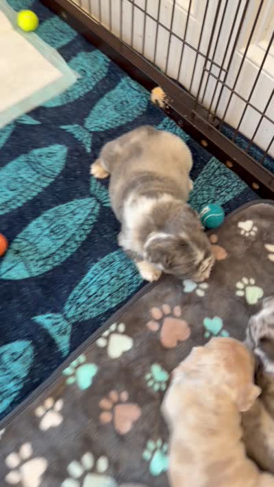 Tory Burch , a female French Bulldog for sale in Murfreesboro, TN – 10 of 10