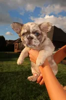 Prada , a female French Bulldog for sale in Murfreesboro, TN – 4 of 8