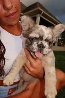 Prada , a female French Bulldog for sale in Murfreesboro, TN – 6 of 8