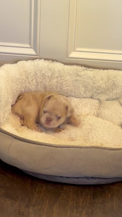 Coco Chanel , a female French Bulldog for sale in Murfreesboro, TN – 8 of 9