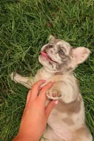 Prada , a female French Bulldog for sale in Murfreesboro, TN – 7 of 8