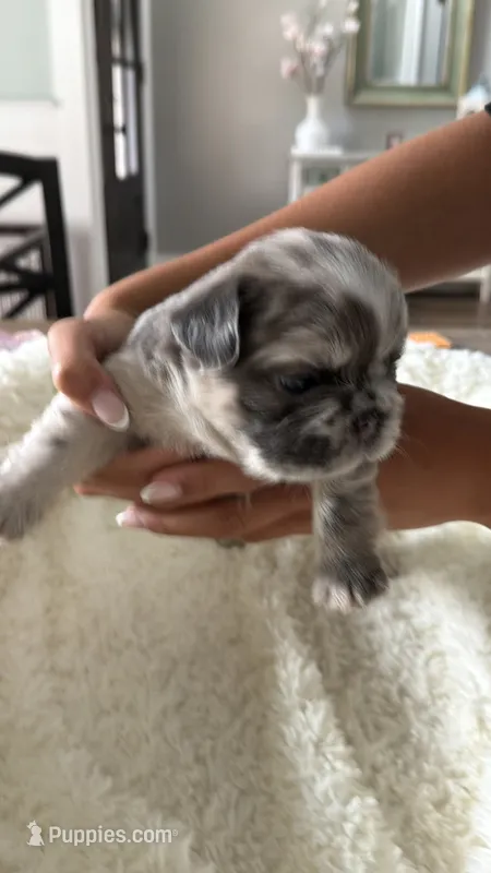 Prada  – French Bulldog puppy for sale in Murfreesboro, TN
