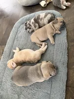 Tory Burch , a female French Bulldog for sale in Murfreesboro, TN – 7 of 10