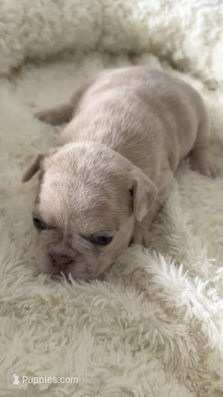 Coco Chanel  – French Bulldog puppy for sale in Murfreesboro, TN