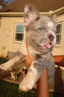 Louis , a male French Bulldog for sale in Murfreesboro, TN – 2 of 7