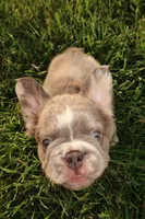 Louis , a male French Bulldog for sale in Murfreesboro, TN – 5 of 7