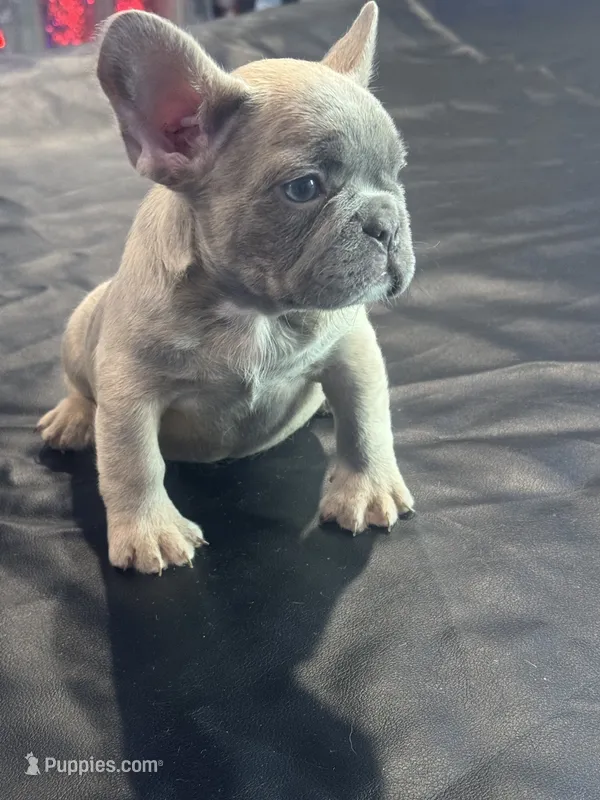 Tinker bell – French Bulldog puppy for sale in Concord, NC