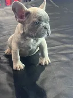 Tinker bell, a female French Bulldog for sale in Concord, NC – 1 of 1