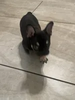 Rolo, a male French Bulldog for sale in Concord, NC – 1 of 2