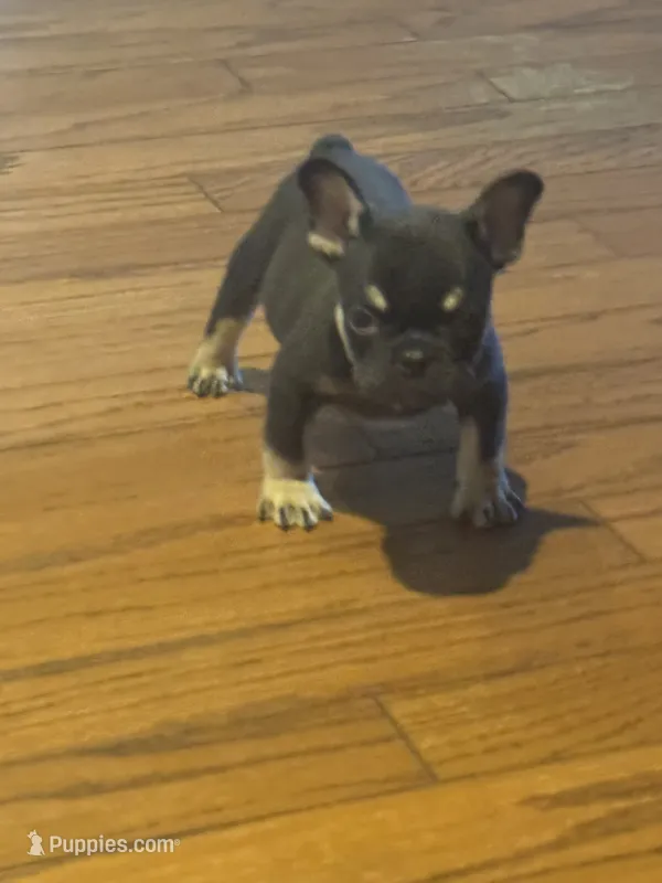 Rolo /. I do accept affirm and credit cards – French Bulldog puppy for sale in Concord, NC