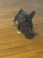 Rolo /. I do accept affirm and credit cards, a male French Bulldog for sale in Concord, NC – 1 of 3