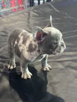 Kane, a male French Bulldog for sale in Concord, NC – 1 of 1