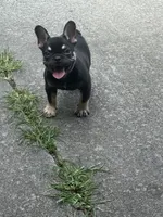 Rolo, a male French Bulldog for sale in Concord, NC – 2 of 2