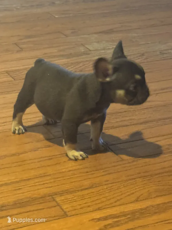Rollo – French Bulldog puppy for sale in Concord, NC