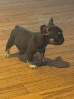 Rollo, a male French Bulldog for sale in Concord, NC – 1 of 1