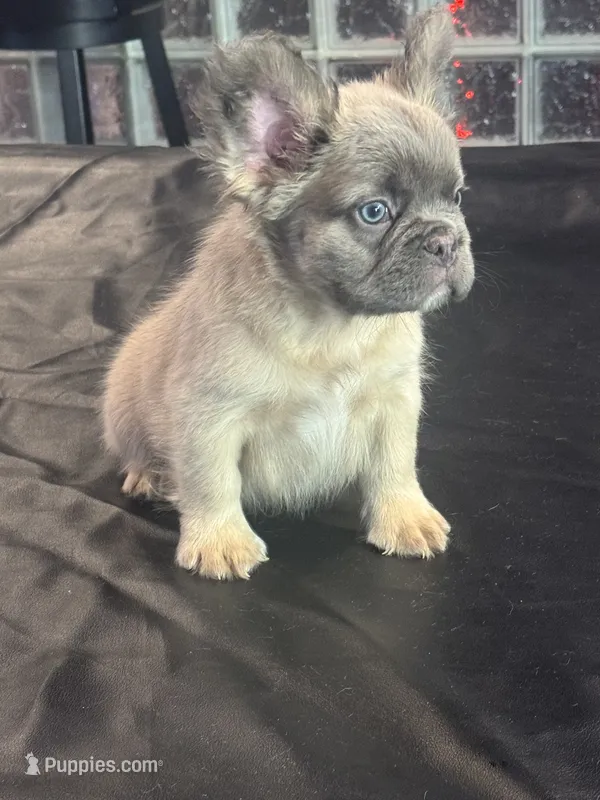 Bear – French Bulldog puppy for sale in Concord, NC
