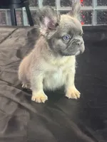 Bear, a male French Bulldog for sale in Concord, NC – 1 of 1