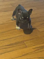 Rolo /. I do accept affirm and credit cards, a male French Bulldog for sale in Concord, NC – 3 of 3