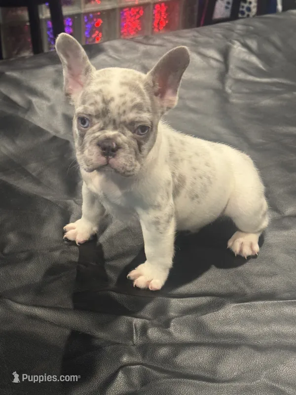 Ice – French Bulldog puppy for sale in Concord, NC