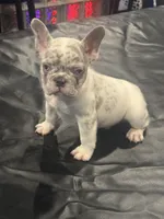 Ice, a male French Bulldog for sale in Concord, NC – 1 of 1