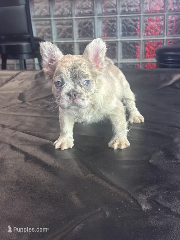 Unique  – French Bulldog puppy for sale in Concord, NC