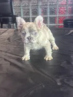 Unique , a male French Bulldog for sale in Concord, NC – 1 of 1