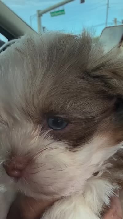 Banksy Blues, a male Shih Tzu for sale in Ewa Beach, HI – 4 of 4