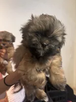 Chewy, a male Shih Tzu for sale in Ewa Beach, HI – 2 of 3