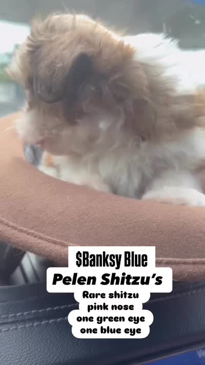Banksy Blues, a male Shih Tzu for sale in Ewa Beach, HI – 3 of 4