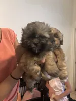 Chewy, a male Shih Tzu for sale in Ewa Beach, HI – 3 of 3
