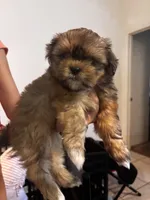 Hennessy , a female Shih Tzu for sale in Ewa Beach, HI – 4 of 4