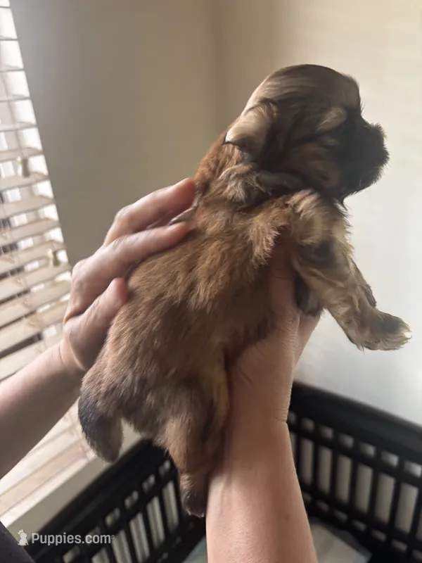 Hennessy  – Shih Tzu puppy for sale in Ewa Beach, HI