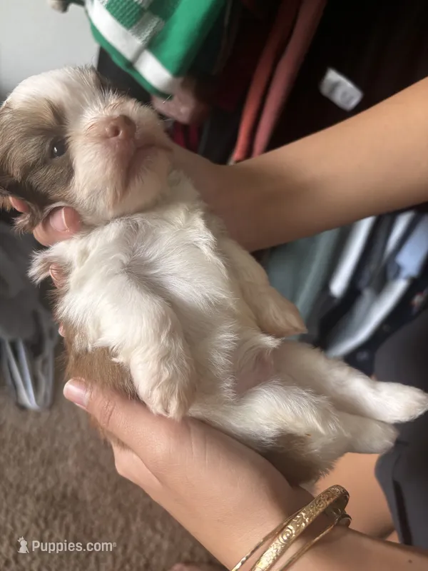 Banksy Blues – Shih Tzu puppy for sale in Ewa Beach, HI