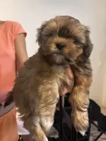 Hennessy , a female Shih Tzu for sale in Ewa Beach, HI – 3 of 4
