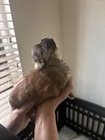 Hennessy , a female Shih Tzu for sale in Ewa Beach, HI – 2 of 4