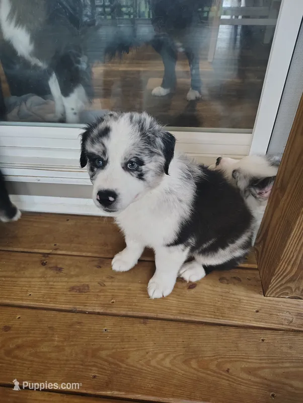 Cali – Australian Shepherd puppy for sale in Buhl, AL