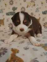 Georgia , a female Australian Shepherd for sale in Buhl, AL – 3 of 3